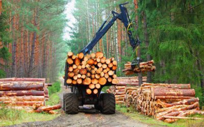 Is Your Forestry Insurance Legally Up to Date in 2025? | Goose Creek, SC