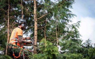 Protect Your Timber Assets with Forestry Equipment Insurance