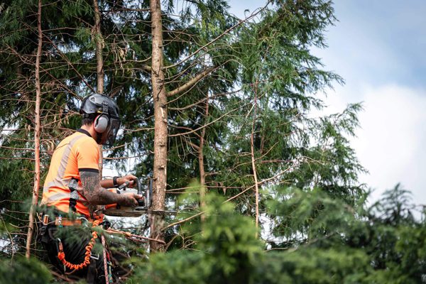 Protect Your Timber Assets with Forestry Equipment Insurance