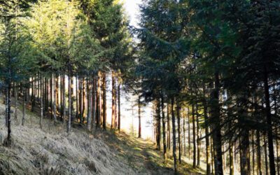 Top Reasons You Need Camper Insurance Today | Summerville, SC